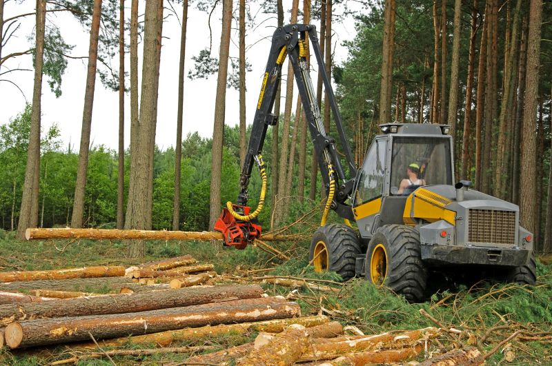 Pine Tree Clearing in Houston, TX