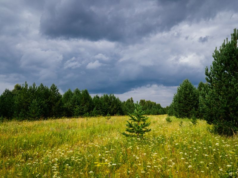 Terrain Clearing in Salt Lake City, UT